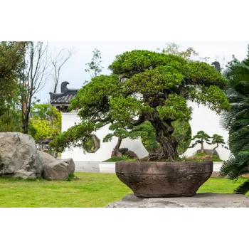 Organic Bonsai Plants
